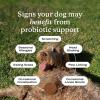 PetLab Co. Probiotics for Dogs – Support Gut Health, Occasional Diarrhea, Digestive Health, Paw Licking & Seasonal Allergies, Pork Flavor, 30 Soft Chews, Formulated for Small Dogs, Packaging May Vary(Small Dogs)