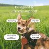 PetLab Co. Itch Relief Chews – Support for Dry, Occasionally Itchy Skin & Coats – Formulated with Turmeric, Omega 3 & 6, Honey – Packaging May Vary(Pork)
